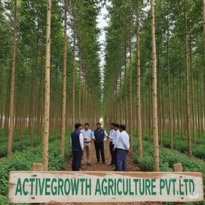 गर्म जलवायु की बेहतर सफेदा की प्रजाती